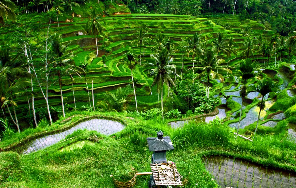 bali circuit mai 2026 4.webp