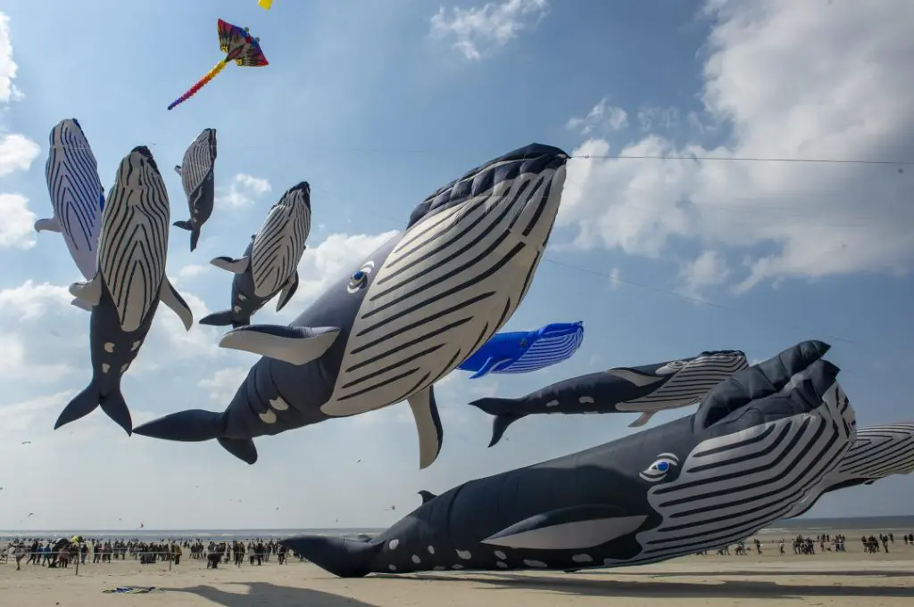 cerfs volant berck leader 3.webp