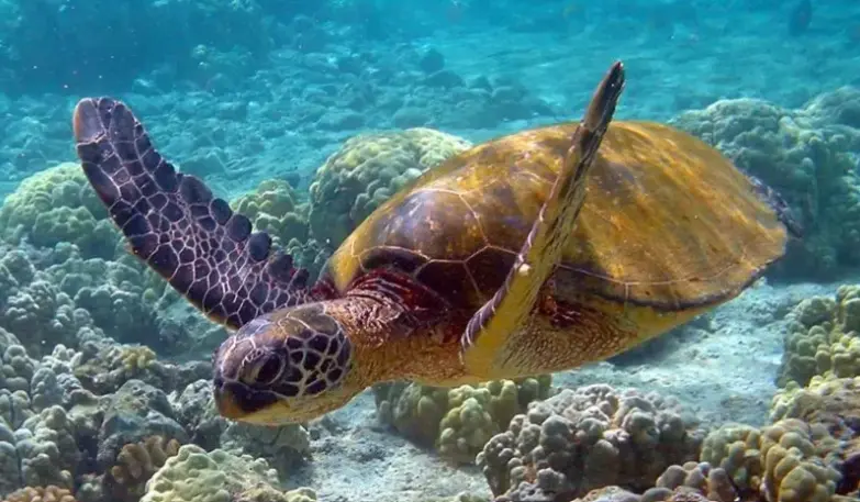 tortue nausicaa.webp