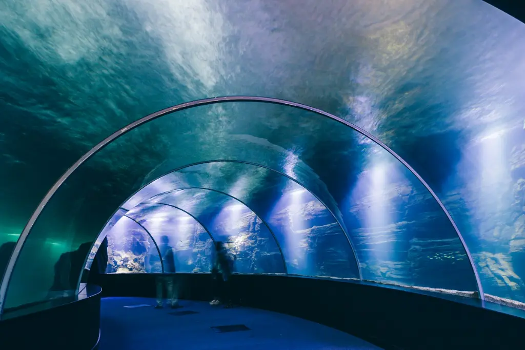 tunnel-verre-aquarium-nausicaa.webp