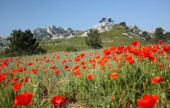 vue coquelicots.webp