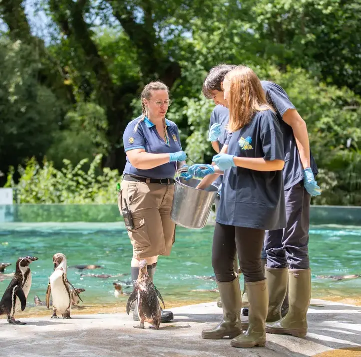 bauval soigneur.webp