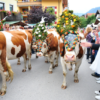 TYROL TRANSHUMANCE