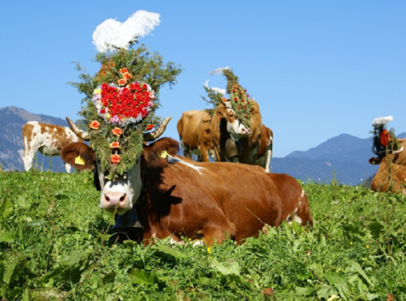 TYROL VACHES