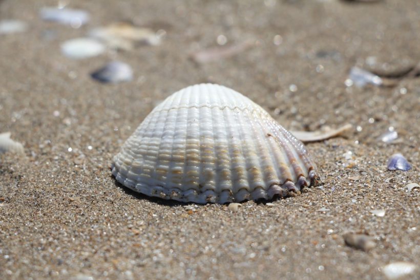 coquillage