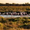 camargue