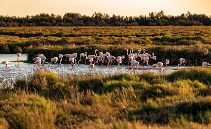 camargue